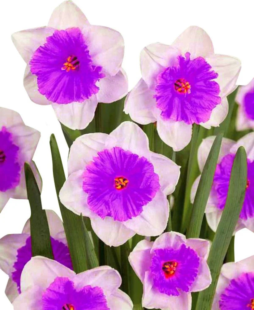 Nema Double Petals Narcissus Flower seeds for Planting - Drought Tolerant, Heirloom & GMO Free Seeds for Home Garden
 
 Sale for planting in home garden.