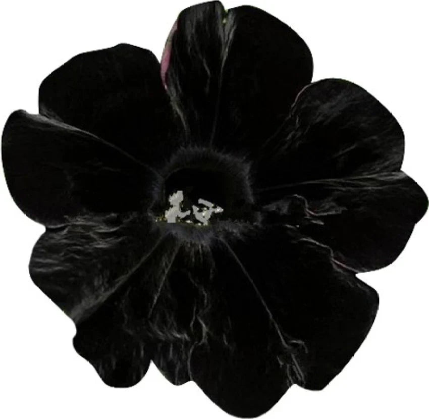 Black Velvet Petunia Flower seeds for Planting - Seasonal Bloomer, Heirloom & GMO Free Seeds for Home Garden
 
 Sale for planting in home garden.