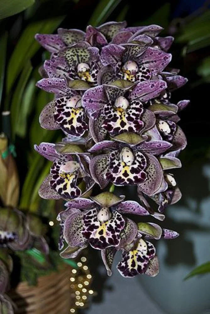 Purple Orchid Cymbidium Flower seeds for Planting - Fragrant Blossoms, Heirloom & GMO Free Seeds for Home Garden
 
 Sale seeds for home garden