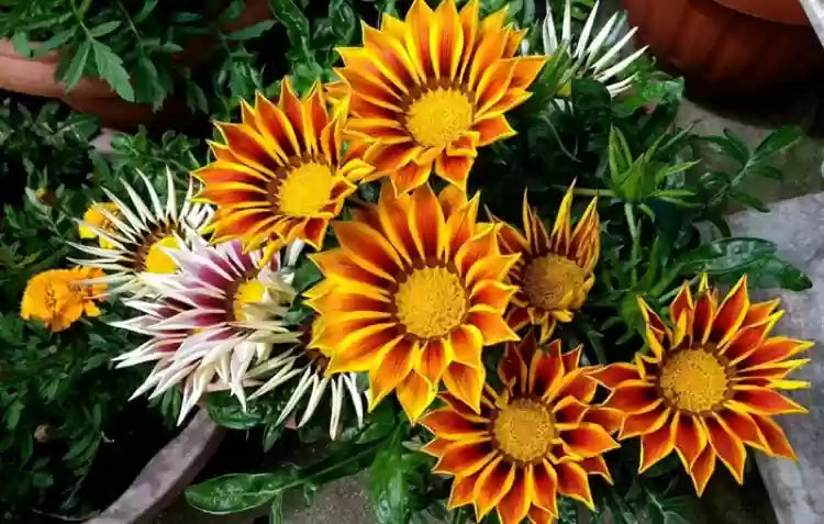 Gazania Flower Seeds - Complete Planting And Growth Kit