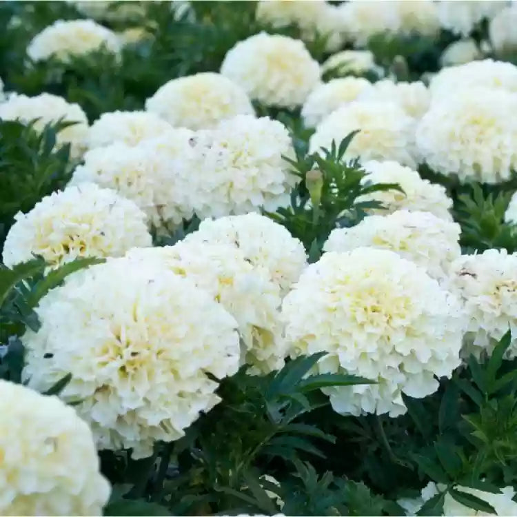 Marigold Flower Seeds For Planting White | Vibrant Floral Displays