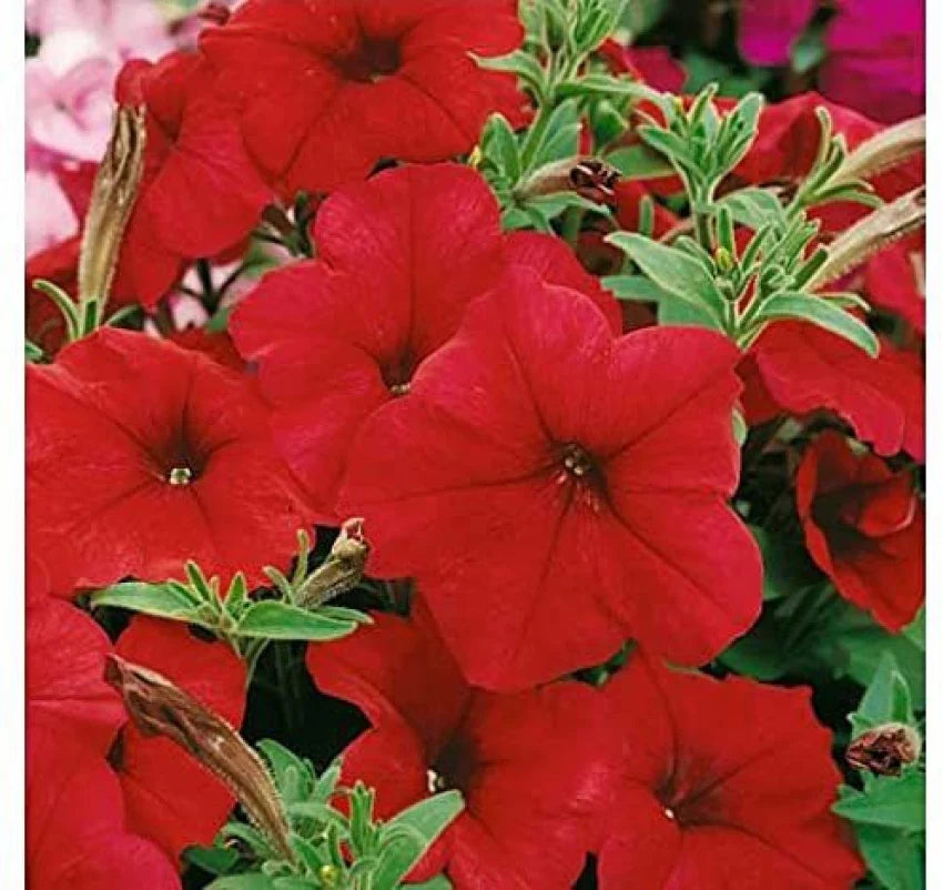 Red Oblique Petunia Flower Seeds For Easy Planting