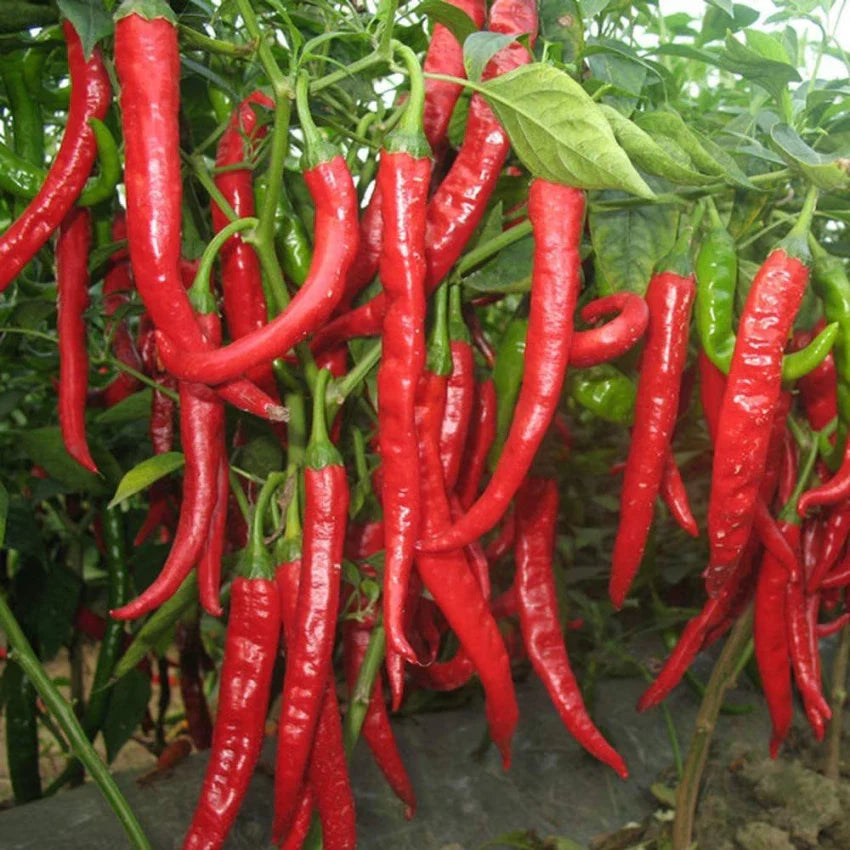 Chili Brazilian Maroon Seeds For Vibrant Gardens - Ideal Planting Vegetable Seeds