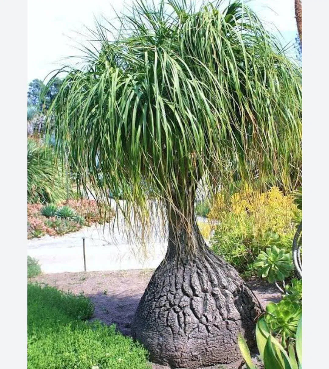 Ponytail Palm Seeds: Grow Beaucarnea Recurvata For A Unique Planting Experience Plant Seeds