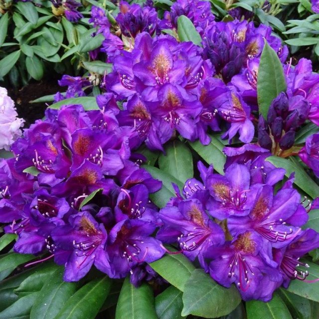 Rhododendron Flower Seeds For Planting Violet Brown