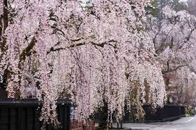 Ornamental Weeping Cherry Tree Seeds For Planting