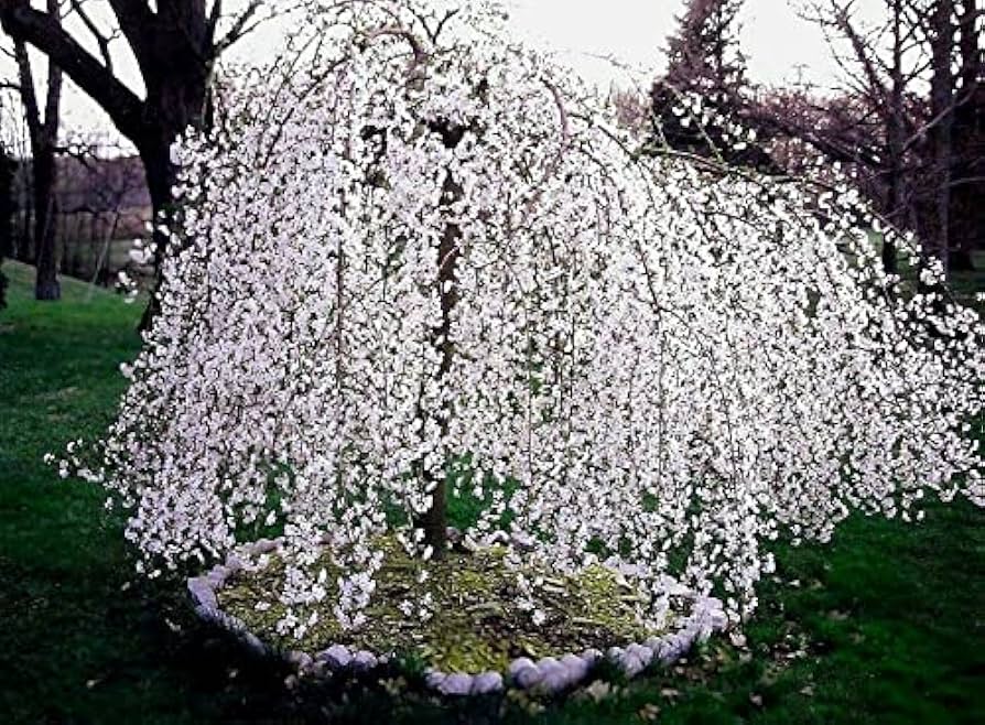 Ornamental Weeping Cherry Tree Seeds For Planting