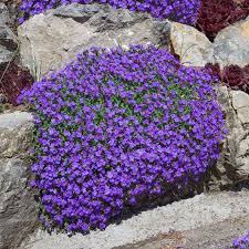 Aubrieta Flower Seeds for Planting Perennials