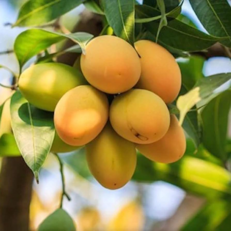 Sweet Mango Seeds For Planting Fruit