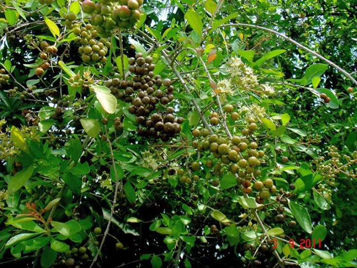 Henna (Lawsonia inermis) Seeds