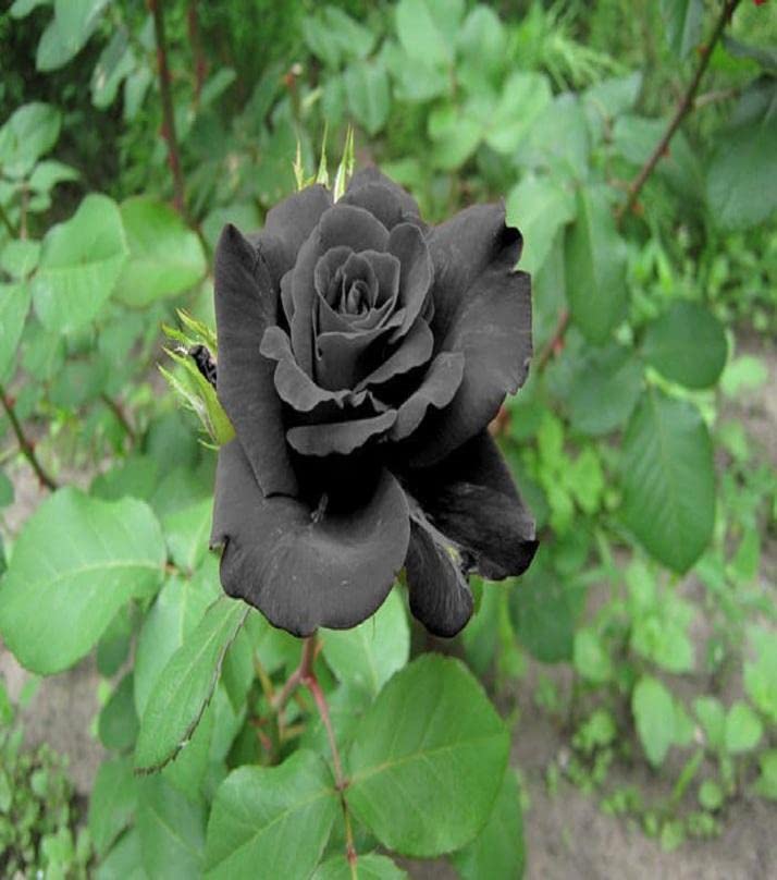 Black Rose Flower Seeds For Bold Planting