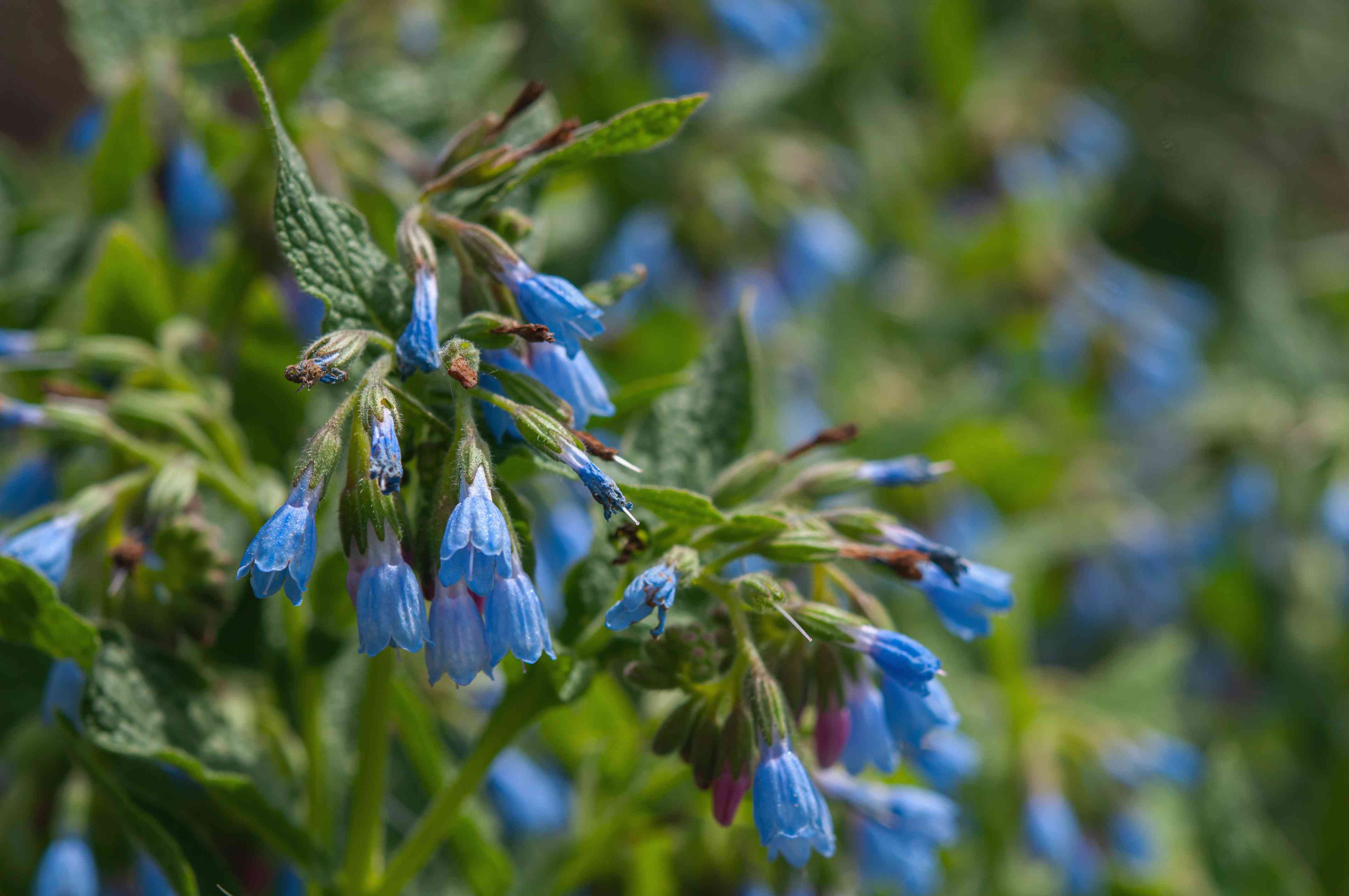 Symphytum Flower Seeds - Violet High-Quality For Beautiful Blooms