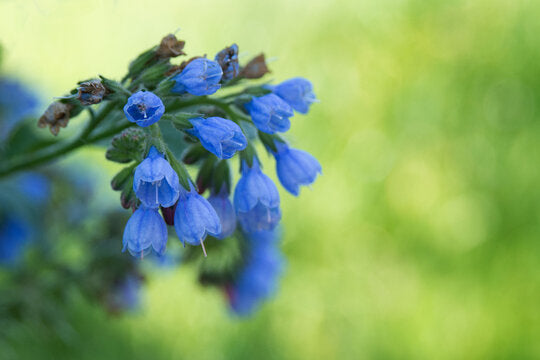 Symphytum Flower Seeds - Violet High-Quality For Beautiful Blooms