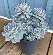 Versatile Blue Succulent Seeds - Easy Planting & Growth