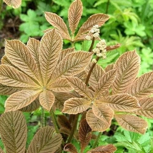 Rodgersia Henrici Plant Seeds For Planting Brown