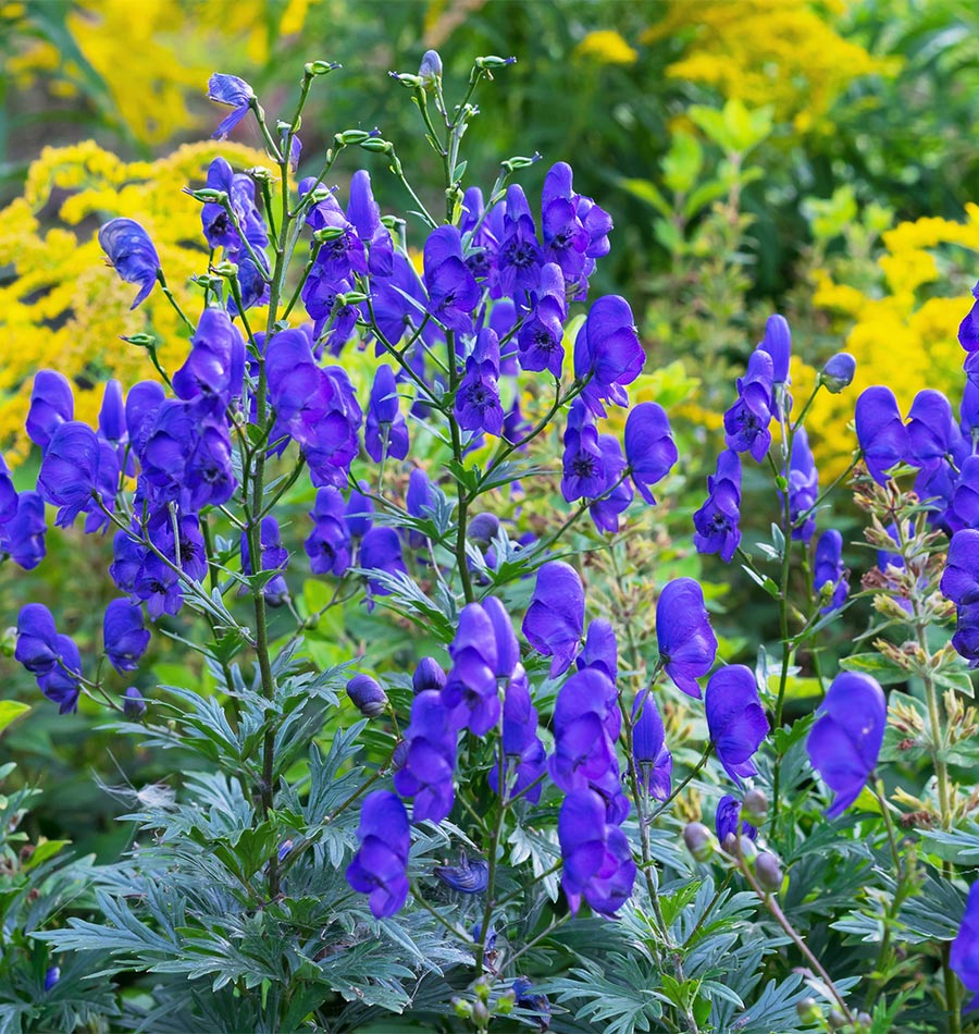 Blue Aconitum Carmichaelii Seeds For Planting - Stunning Perennial Flower