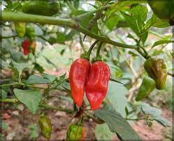 Breath Chilli Vegetable Seeds For Planting