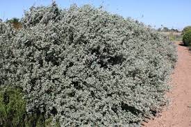 Saltbush Tree Seeds Planting Hardy