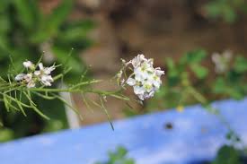 White Wasabi Diplotaxis Planting For Flavorful Gardens - Seed