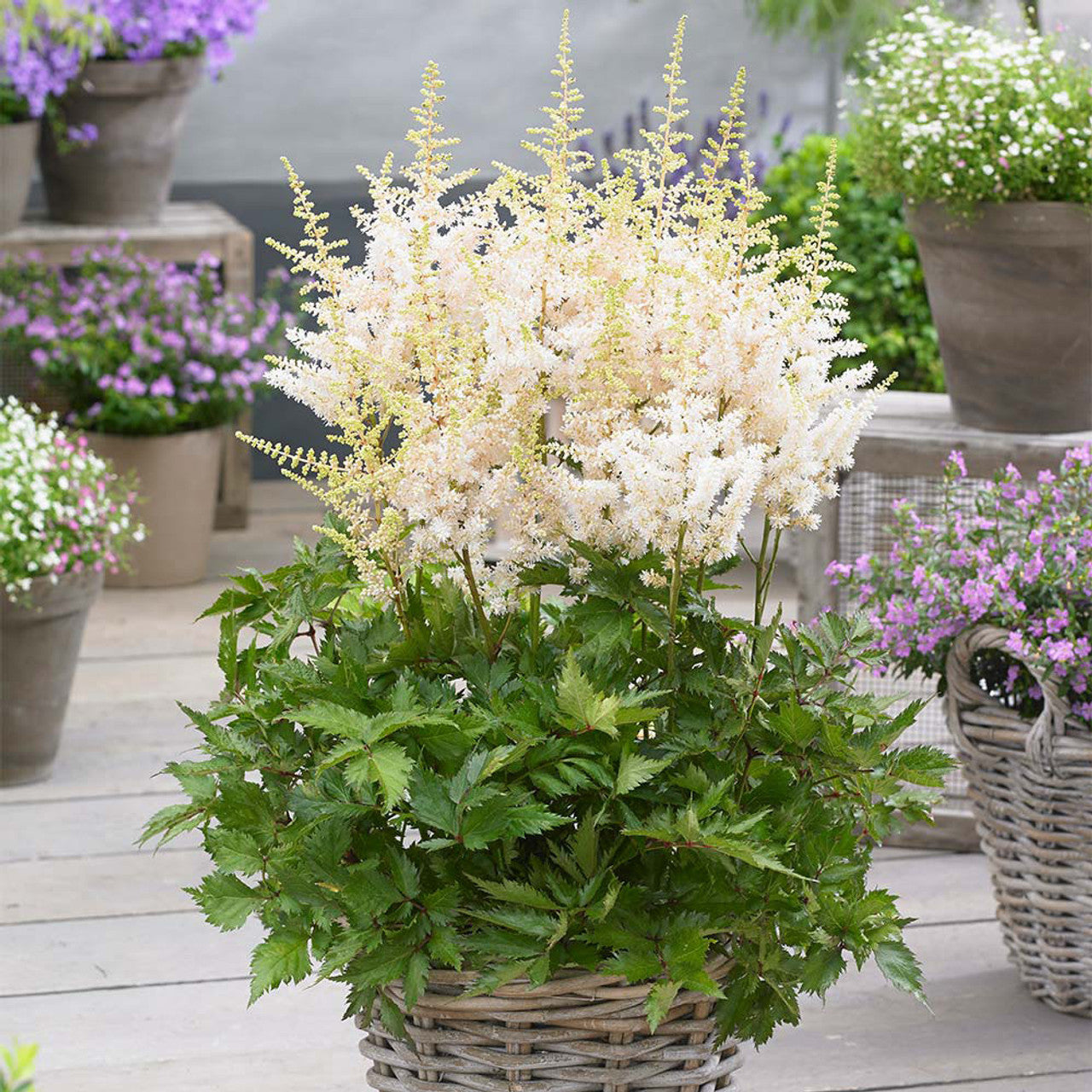 Elegant Astilbe Flower Seeds For Planting