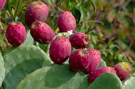 Red Opuntia Ficus Indica Fruit Planting - Seeds For Delicious Cactus Fruits In Your Garden