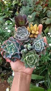 Versatile Blue Succulent Seeds - Easy Planting & Growth