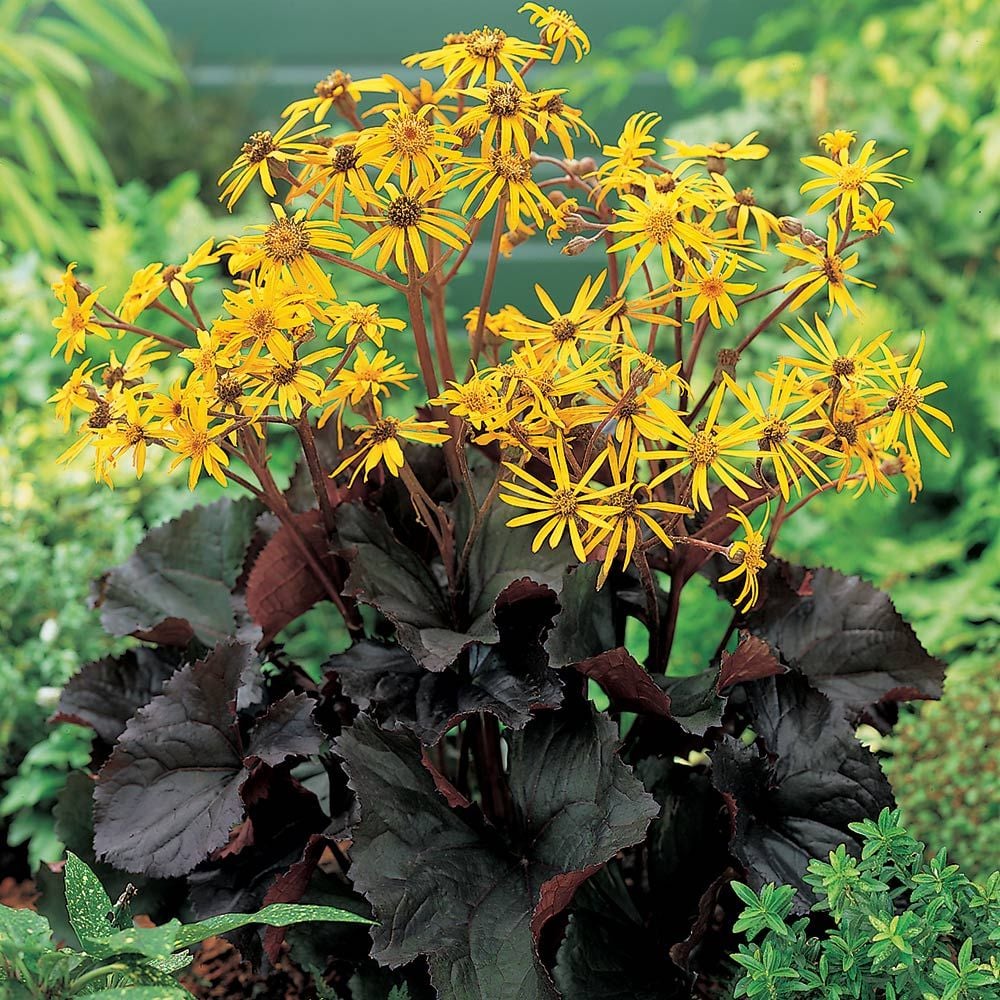 Britt-Marie Crawford Flower Seeds For Lush Foliage