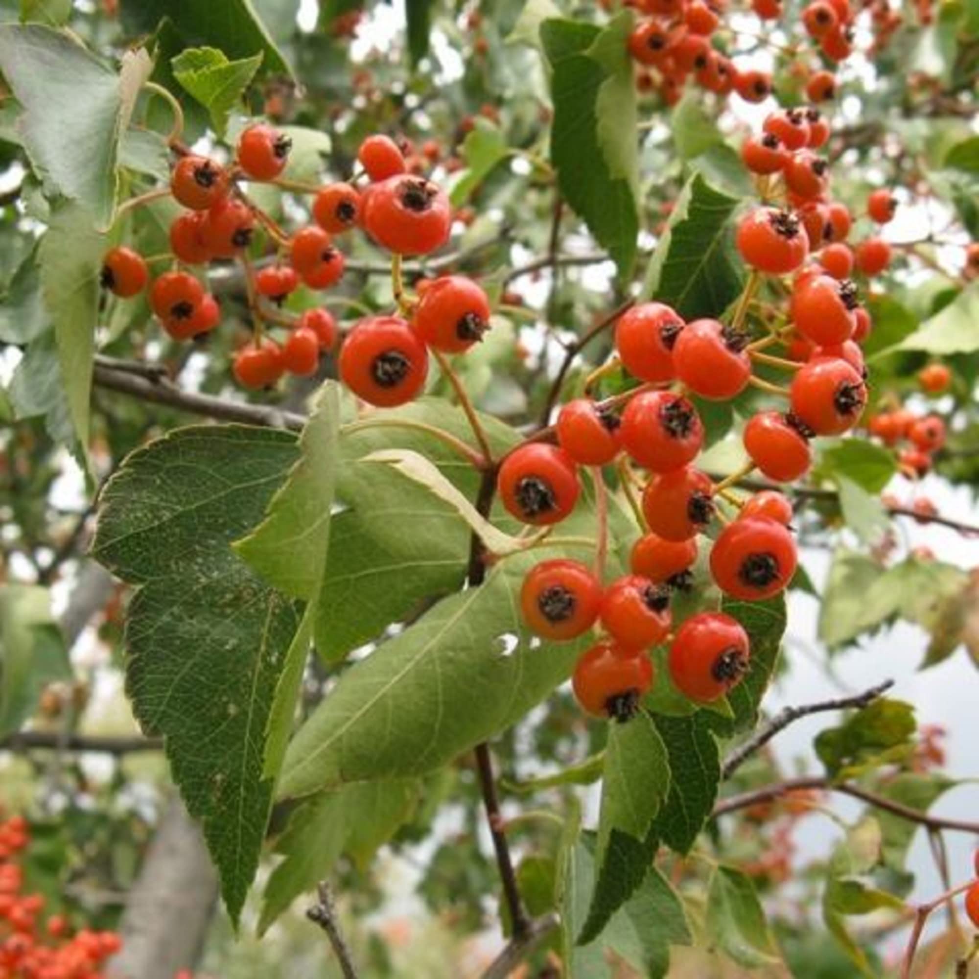 Red Crataegus Opaca Fruit Seeds For Easy Planting