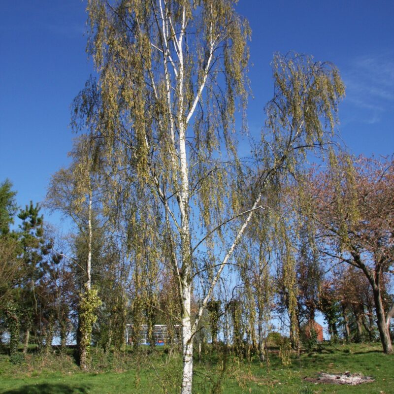 Planting Majestic Betula Seeds Plant Seeds