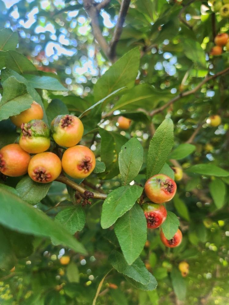 Red Crataegus Opaca Fruit Seeds For Easy Planting