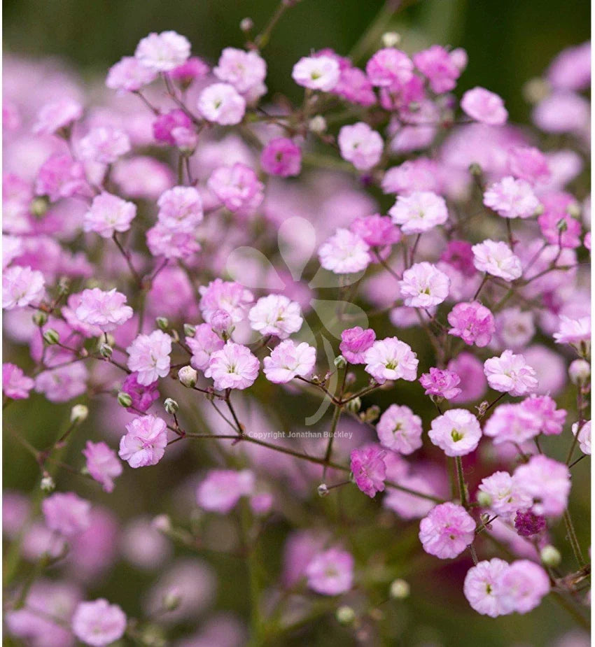 Gypsophila Paniculata Perennial Flower Seeds - Delicate Blooms For Charming Gardens And Bouquets