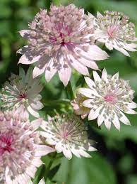 Astrantia Flower Seeds In White And Pink For Easy Planting