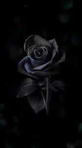 Rose (Rose Seeds) seeds for planting in home garden