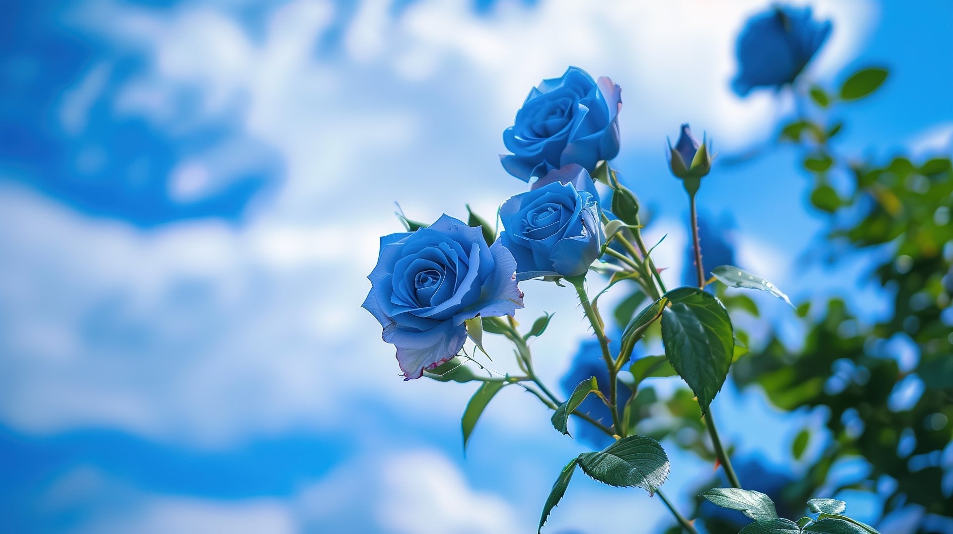 Rose Flower Seeds In Sky Blue Grey For Your Garden