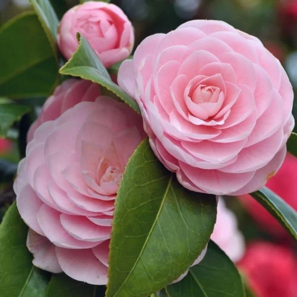 Camellia Seeds: Planting For Timeless Elegance Flower Seeds