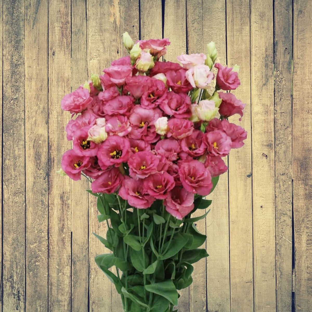 Deep (Deep Red) seeds for planting in home garden