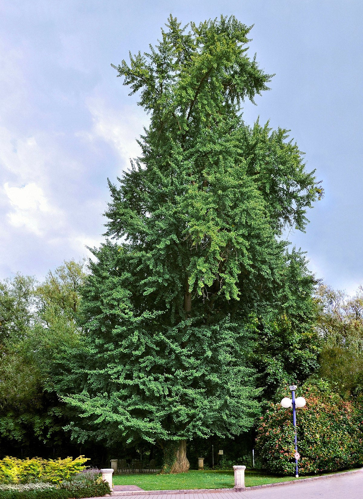 Ginkgo Seeds For Planting Ancient Trees Fruit