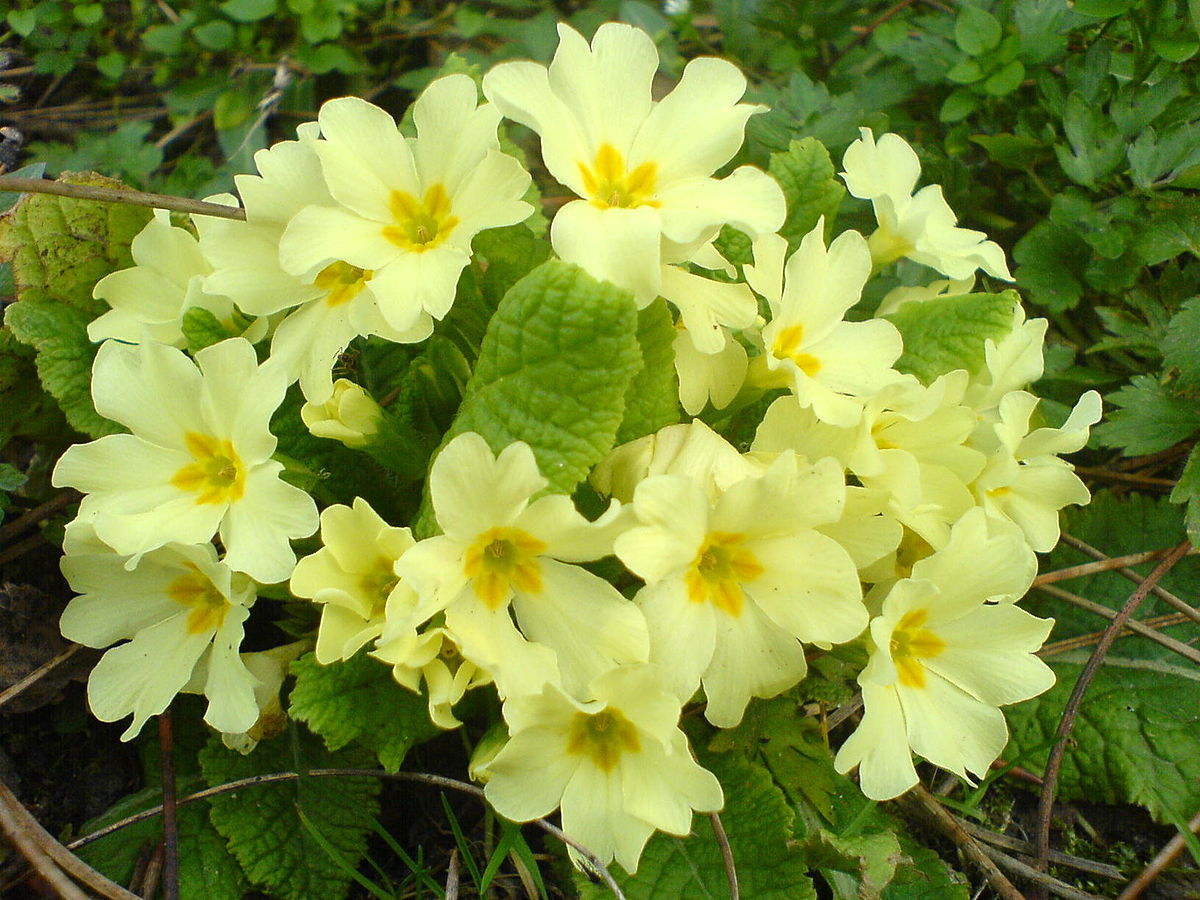 Light Green Primrose Flower Seeds For Planting - Enhance Your Garden With Beautiful Blooms