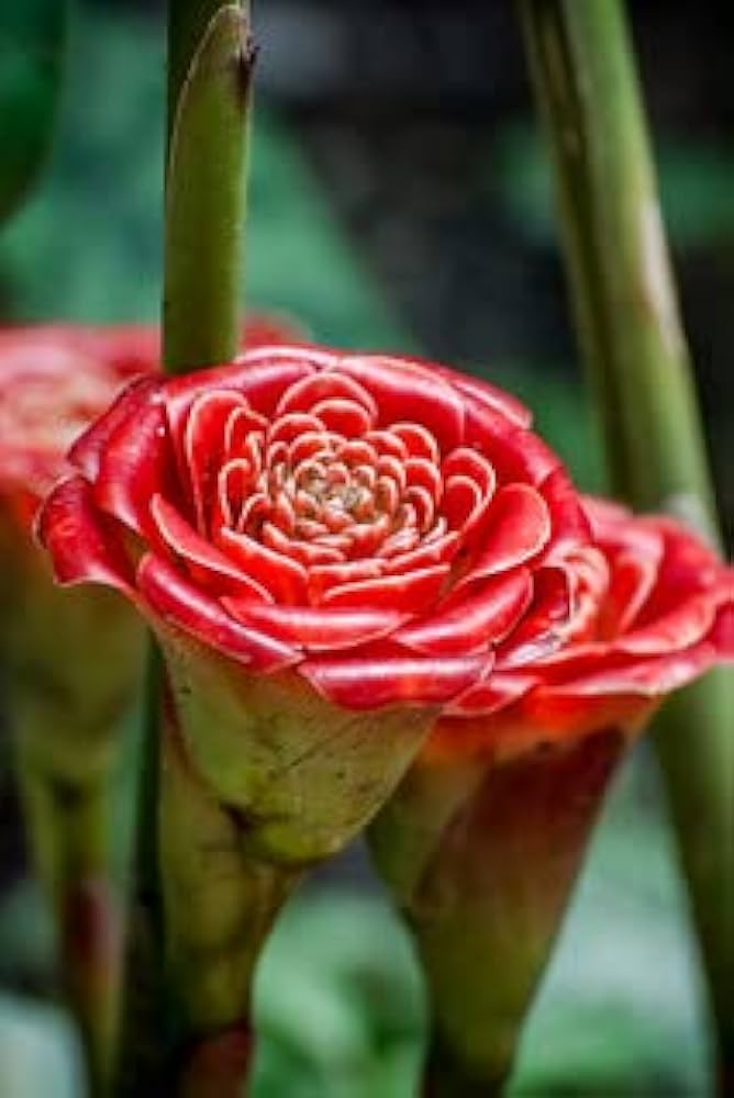 Red Green Torch Ginger Plant Seeds For Easy Planting