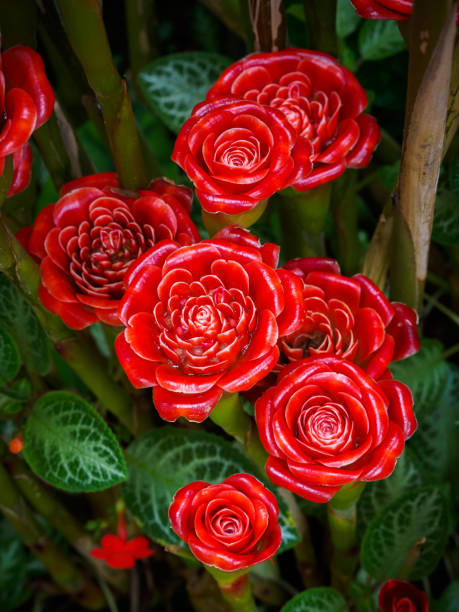 Red Green Torch Ginger Plant Seeds For Easy Planting