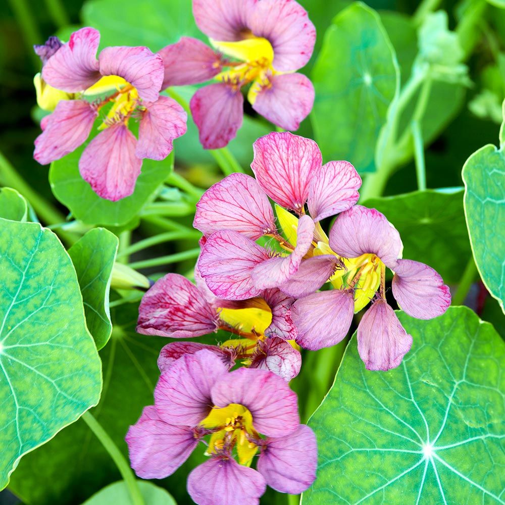Light Purple Nasturtium Flower seeds for Planting Low Maintenance Heirloom & GMO Free Seeds for Home Garden 
 
 Sale for planting in home garden
