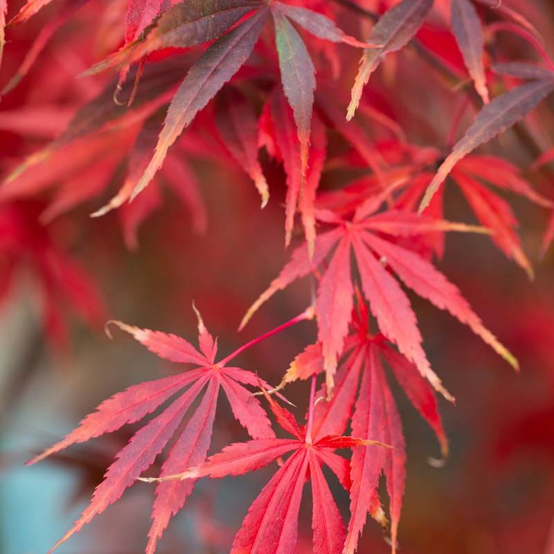 Maroon Suminagashi Flower seeds for Planting Cut Flower Favorite Heirloom & GMO Free Seeds for Home Garden 
 
 Sale seeds for home garden planting