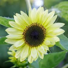 Yellow Lemon Sunflower Seeds Planting Bright Flower