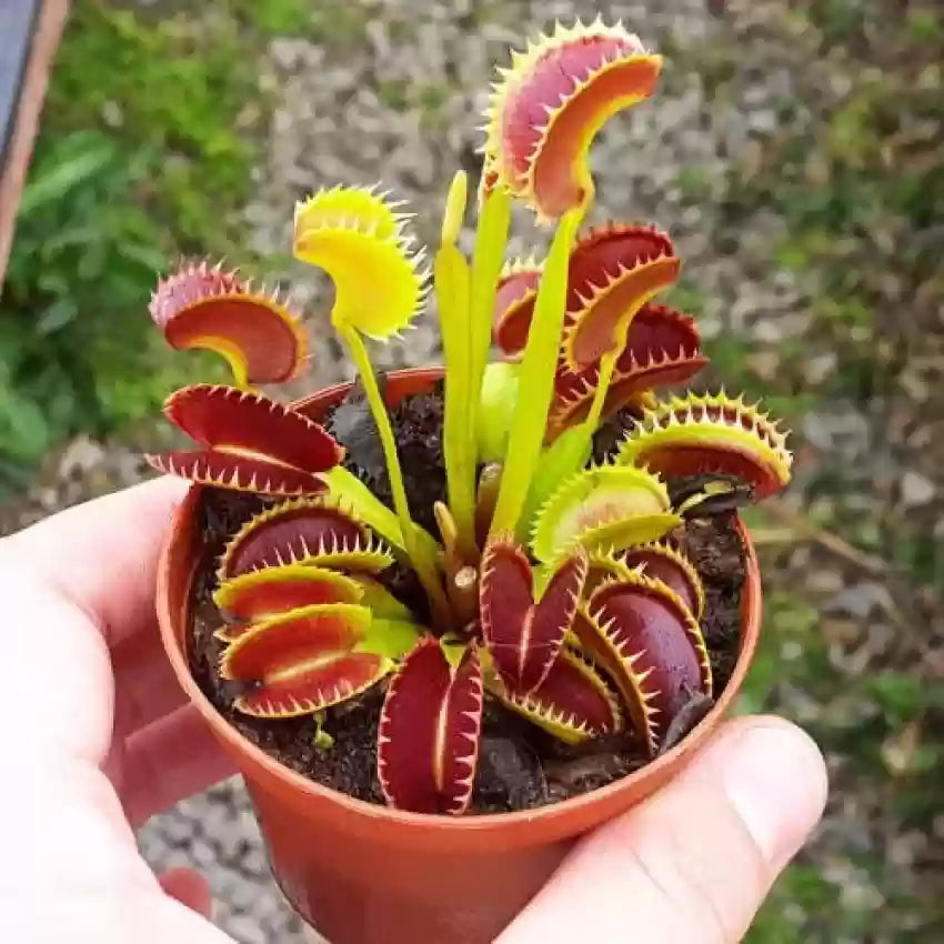 Venus Fly Trap Flower Seeds - Exotic Carnivorous Planting For Unique Indoor And Outdoor Gardens