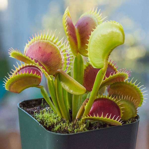 Venus Fly Trap Flower Seeds - Exotic Carnivorous Planting For Unique Indoor And Outdoor Gardens