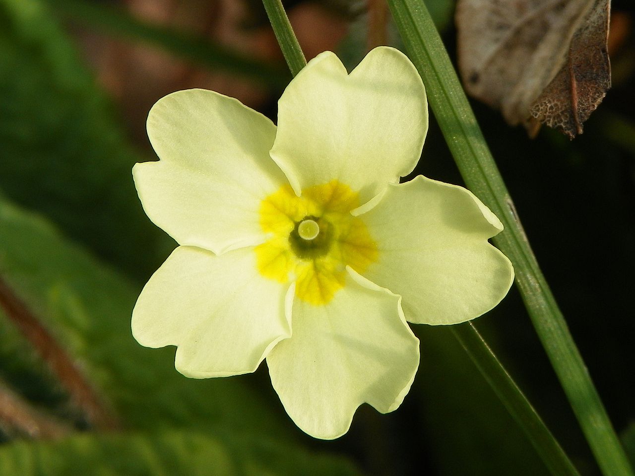 Light Green Primrose Flower Seeds For Planting - Enhance Your Garden With Beautiful Blooms