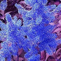 Blue Astilbe Flower Seeds For Planting