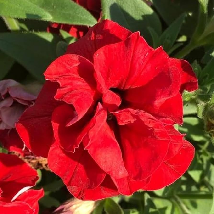 Red Double Petunia Flower Seeds For Bold Planting