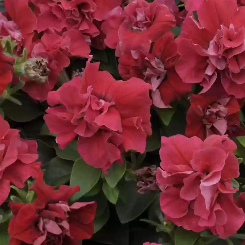 Red Double Petunia Flower Seeds For Bold Planting