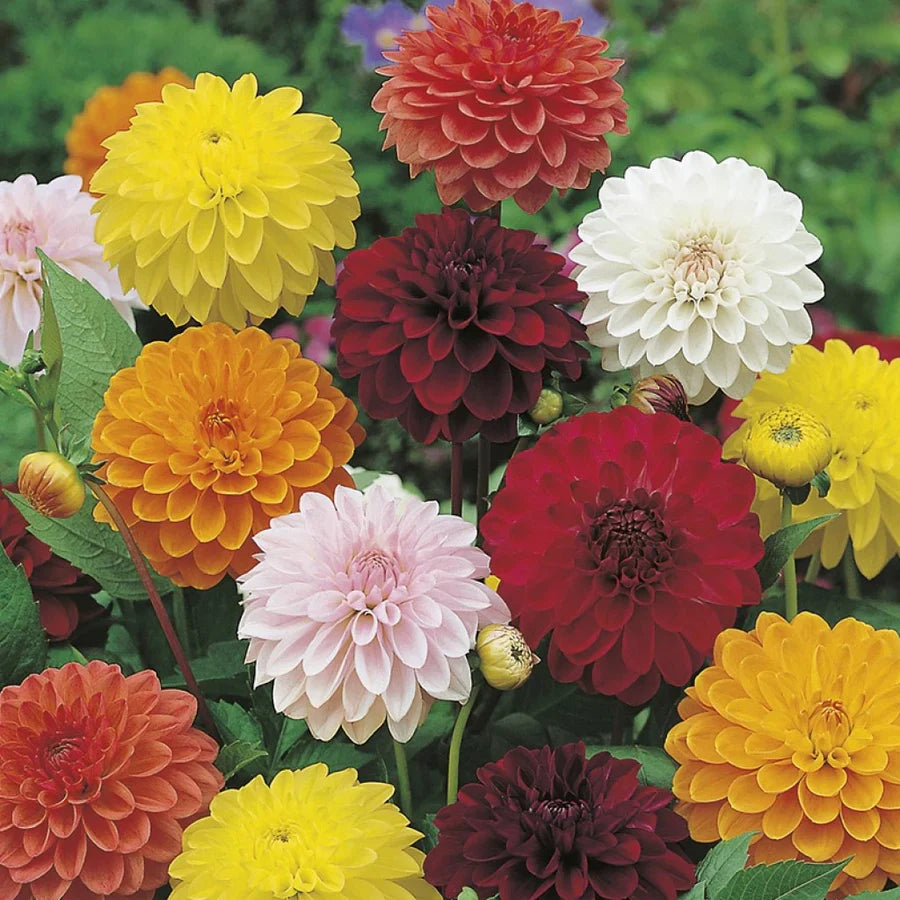 Two Color Dahlia Flower Seeds For Vibrant Garden Planting